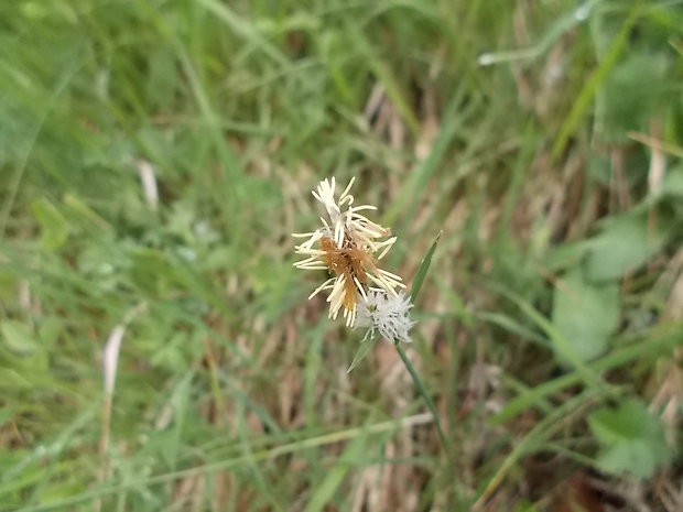 ostrica Carex sp.