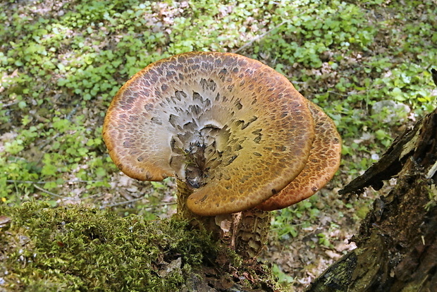 trúdnik šupinatý Cerioporus squamosus (Huds.) Quél.