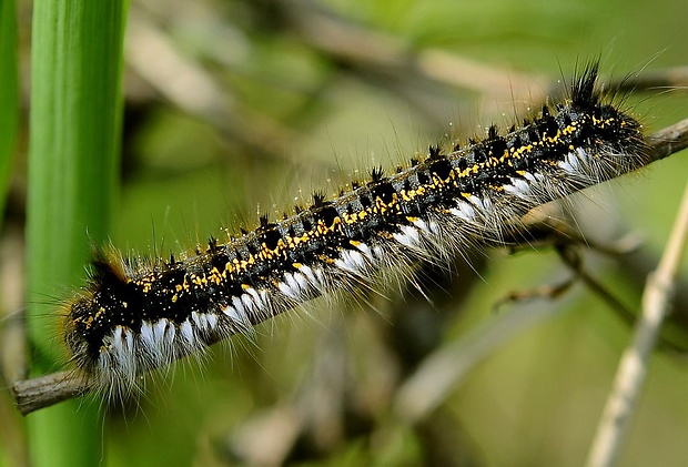 priadkovec trávový Euthrix potatoria