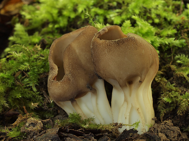 chriapač kalíškovitý Helvella acetabulum (L.) Quél.