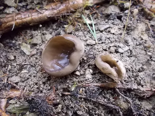 chriapač sosnový Helvella leucomelaena (Pers.) Nannf.