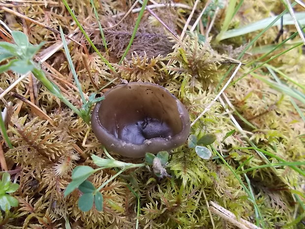 chriapač sosnový Helvella leucomelaena (Pers.) Nannf.