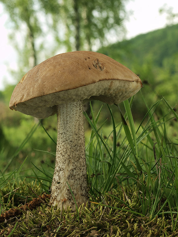 kozák brezový Leccinum scabrum (Bull.) Gray