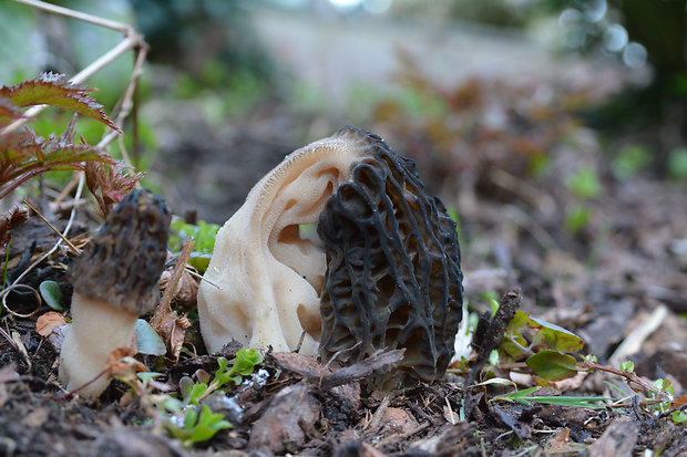 smrčok kužeľovitý Morchella conica Pers.