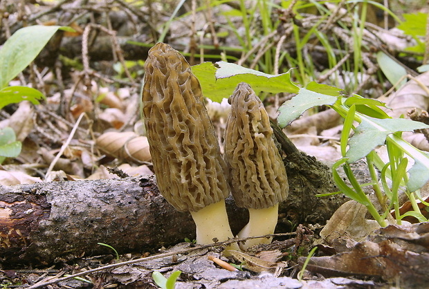 smrčok kužeľovitý Morchella conica Pers.