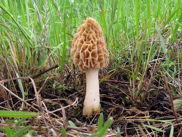 smrčok jedlý Morchella esculenta (L.) Pers.