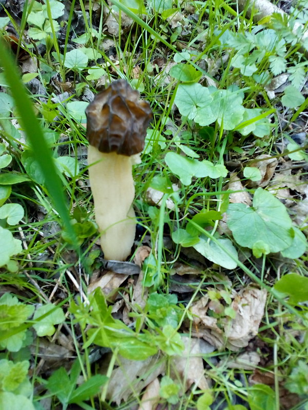 smrčok Morchella sp.