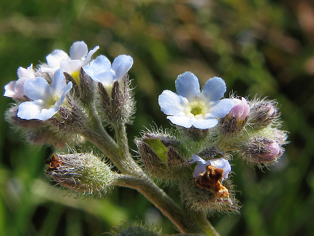 nezábudka roľná Myosotis arvensis (L.) Hill