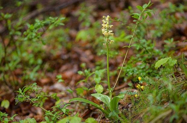 vstavač bledý Orchis pallens L.