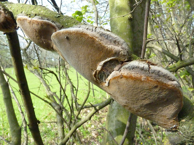 ohňovec slivkový Phellinus pomaceus (Pers.) Maire