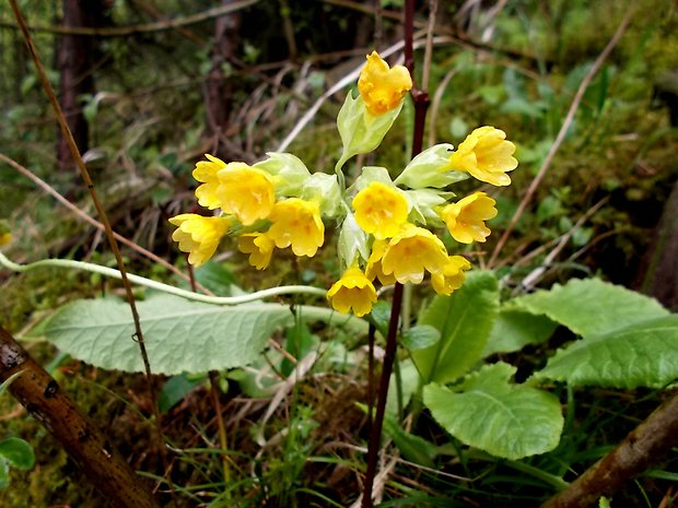 prvosienka jarná Primula veris L.