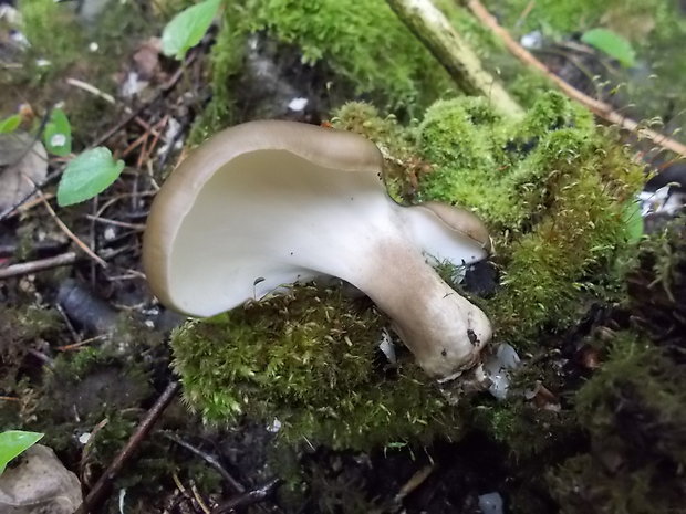 trúdnik tmavohlúbikový Royoporus badius (Pers.) A.B. De