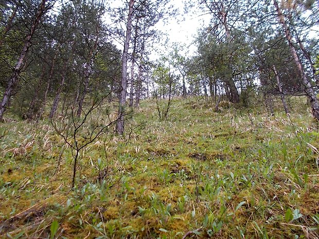 tulipánovka fialová-biotop Sarcosphaera coronaria (Jacq.) J. Schröt.