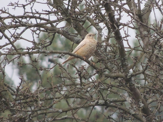 drozd plavý Turdus philomelos