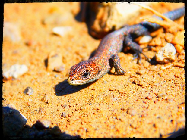 jašterica múrová  Podarcis muralis