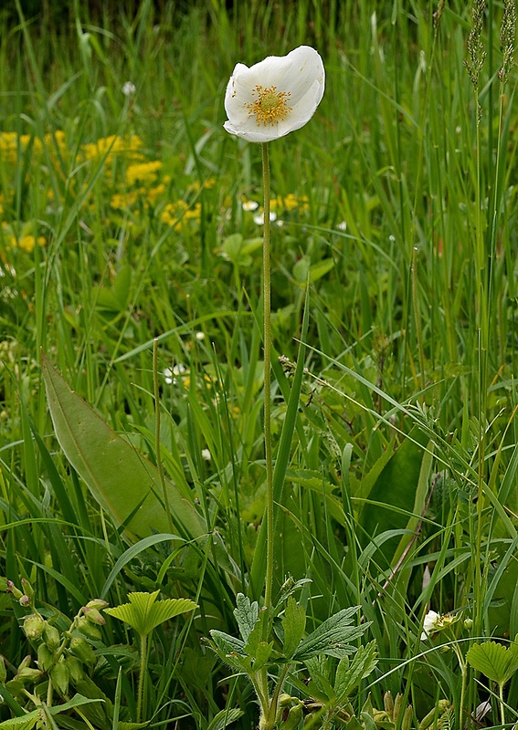 veternica lesná Anemone sylvestris L.