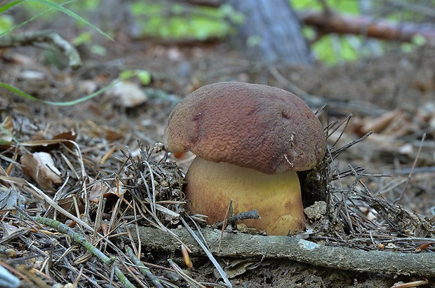 hríb sosnový Boletus pinophilus Pil. et Dermek in Pil.