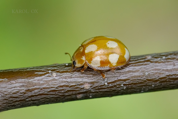 lienka Calvia decemguttata