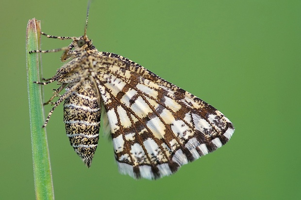 listnatka ďatelinová Chiasmia clathrata