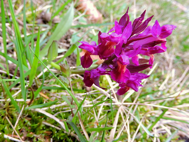 vstavačovec bazový Dactylorhiza sambucina (L.) Soó