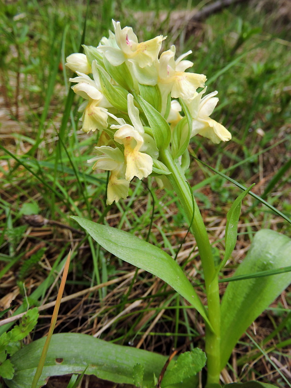 vstavačovec bazový Dactylorhiza sambucina (L.) Soó