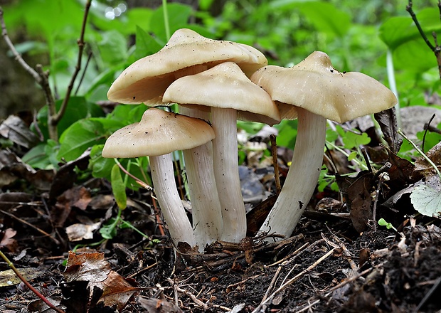 hodvábnica jarná Entoloma clypeatum (L.) P. Kumm.