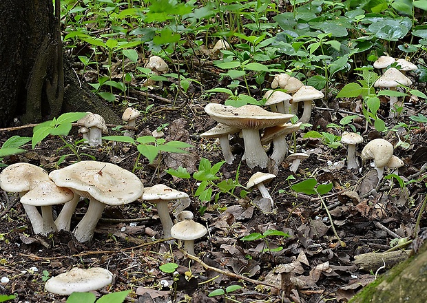 hodvábnica jarná Entoloma clypeatum (L.) P. Kumm.