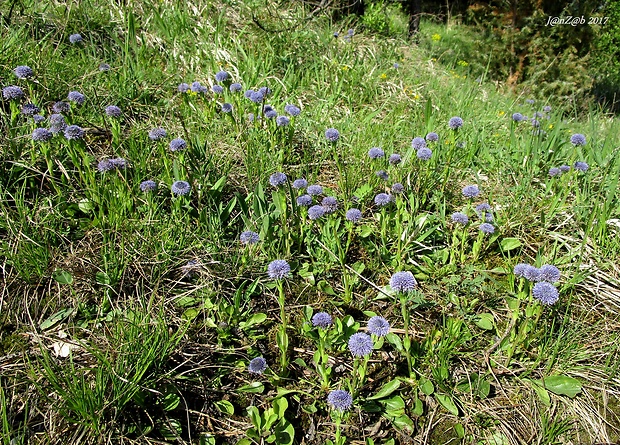 guľôčka bodkovaná Globularia punctata Lapeyr.