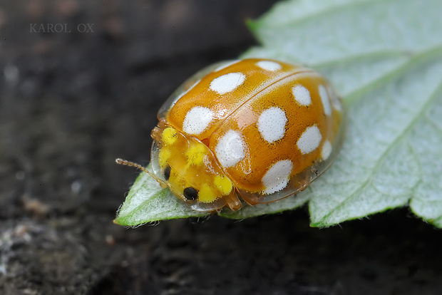 lienka Halyzia sedecimguttata