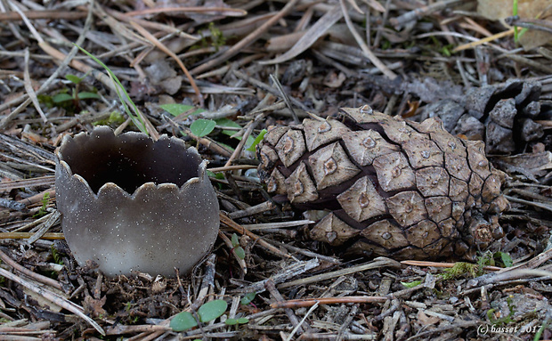 chriapač sosnový Helvella leucomelaena (Pers.) Nannf.