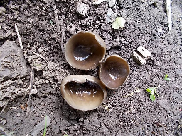 chriapač sosnový Helvella leucomelaena (Pers.) Nannf.