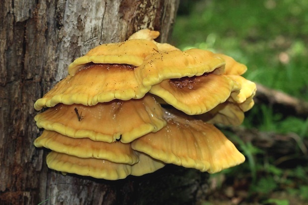 sírovec obyčajný Laetiporus sulphureus (Bull.) Murrill