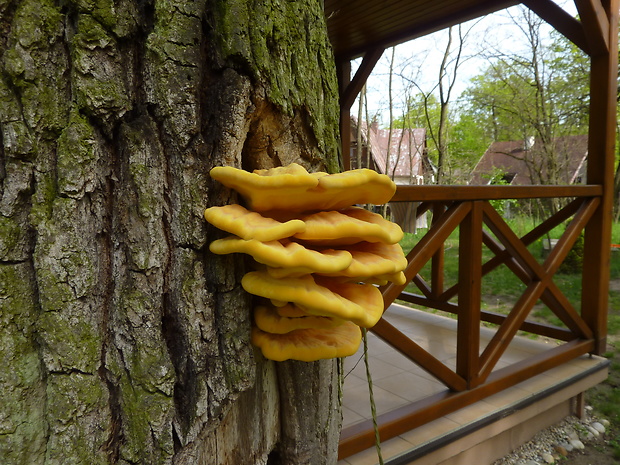 sírovec obyčajný Laetiporus sulphureus (Bull.) Murrill