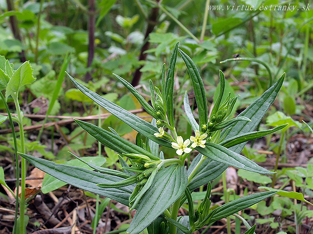 kamienka lekárska Lithospermum officinale L.