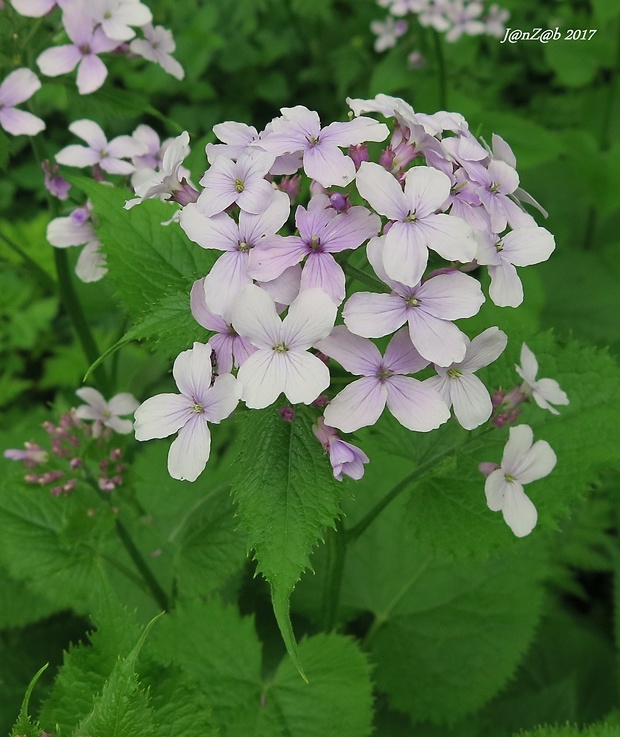 mesačnica trváca Lunaria rediviva L.