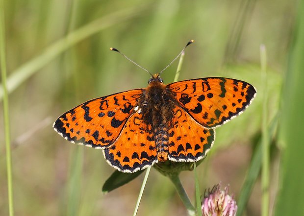 hnedáčik pyštekový  Melitaea didyma