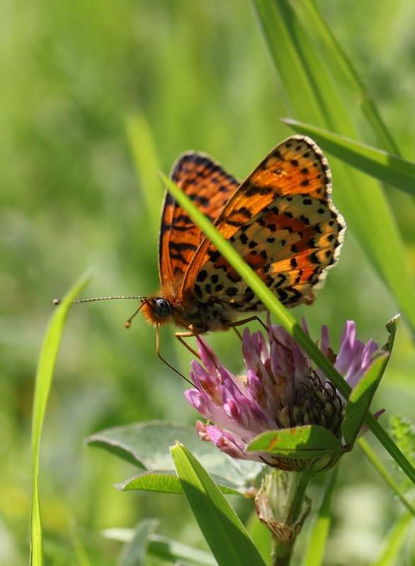 hnedáčik pyštekový Melitaea didyma