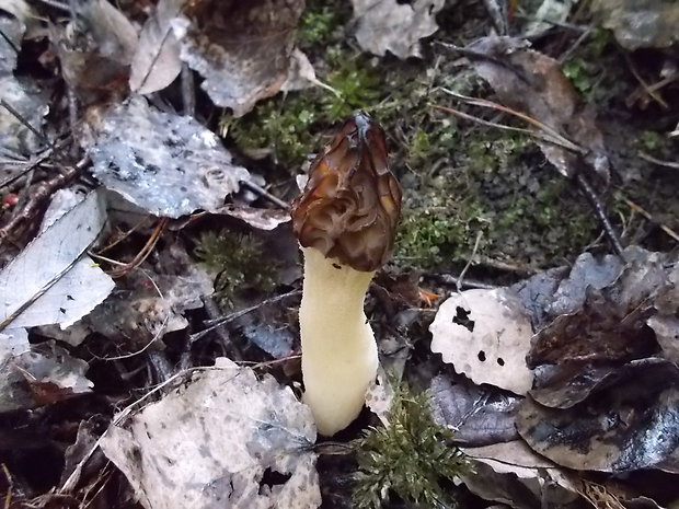 smrčok hybridný Morchella semilibera DC.