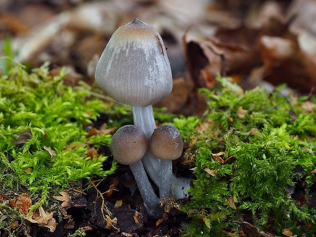 prilbička Mycena sp.