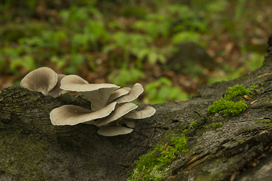 hliva buková Pleurotus pulmonarius (Fr.) Quél.