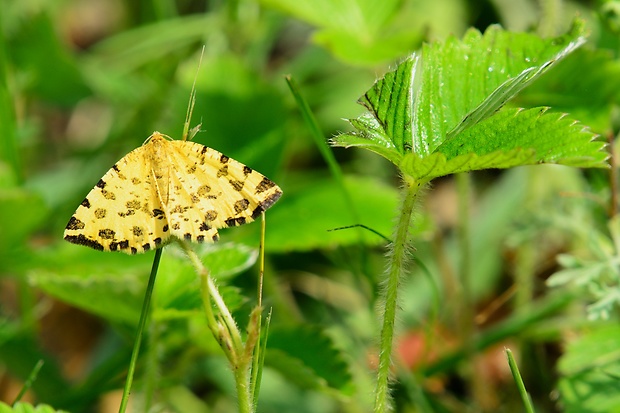 listnatka hluchavková Pseudopanthera macularia