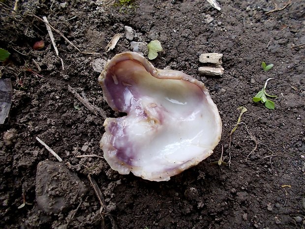 tulipánovka fialová Sarcosphaera coronaria (Jacq.) J. Schröt.