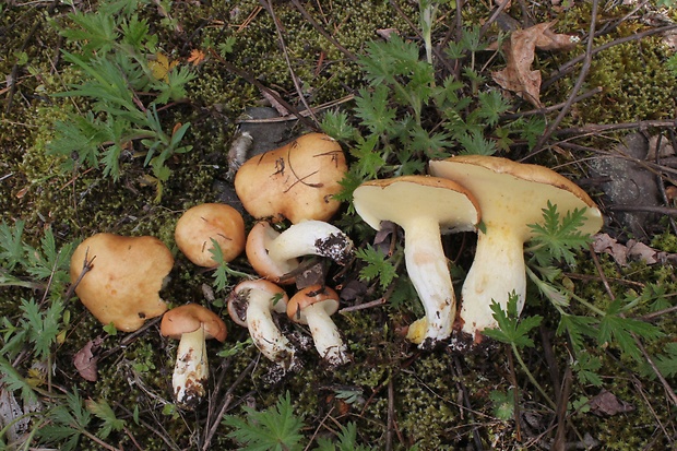 masliak zrnitý Suillus granulatus (L.) Roussel