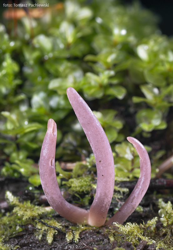 pakyjačik purpurový Alloclavaria purpurea (O.F. Müll.) Dentinger & D.J. McLaughlin