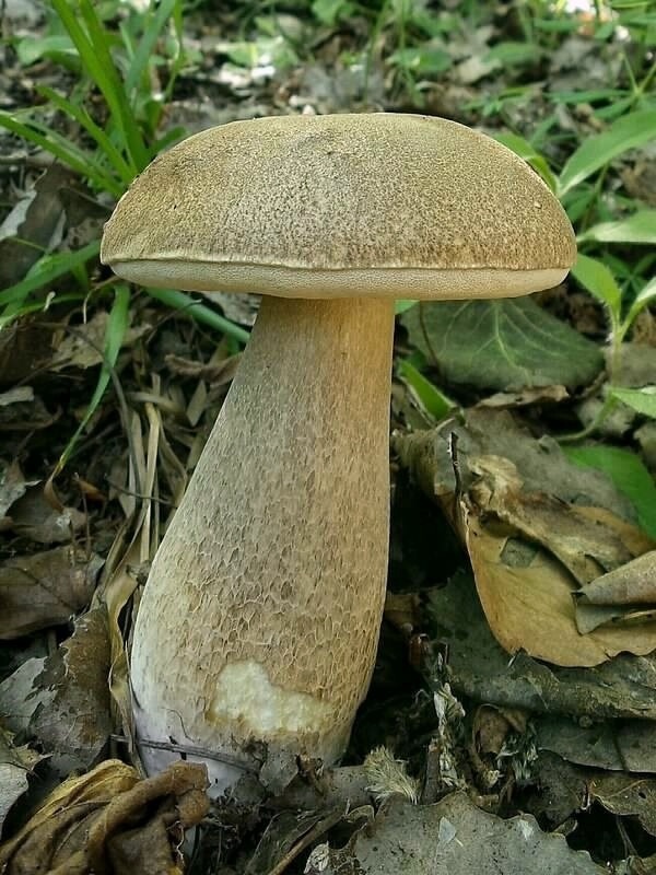 hríb dubový Boletus reticulatus Schaeff.