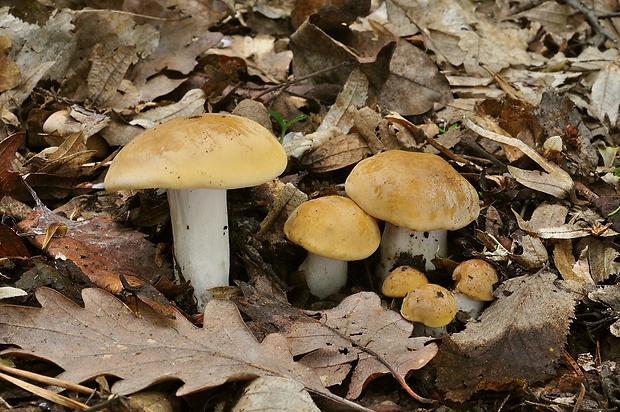 čírovnica májová Calocybe gambosa (Fr.) Donk