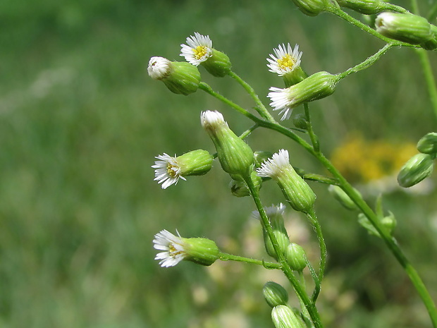 turanec kanadský Conyza canadensis (L.) Cronquist