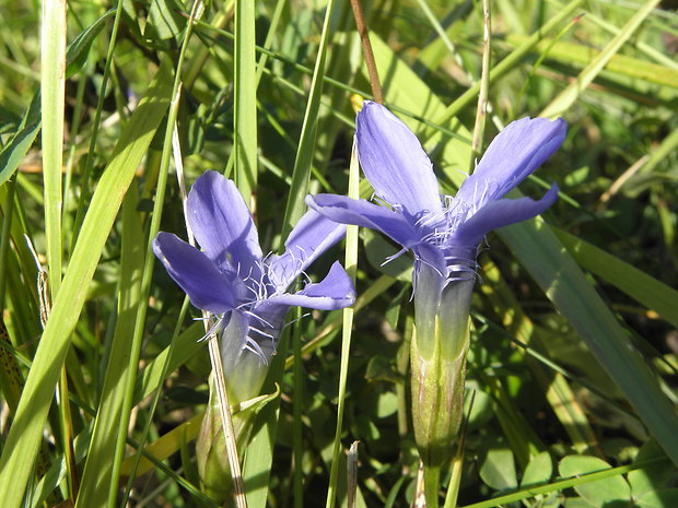 pahorec brvitý Gentianopsis ciliata (L.) Ma