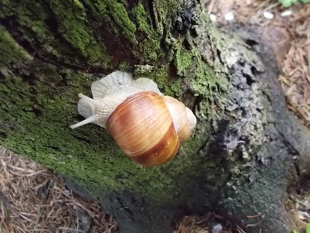 slimák zahradny Helix pomatia