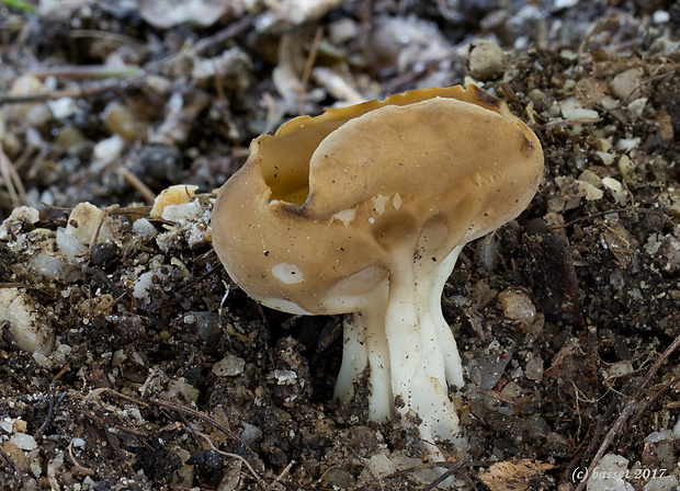 chriapač kalíškovitý Helvella acetabulum (L.) Quél.